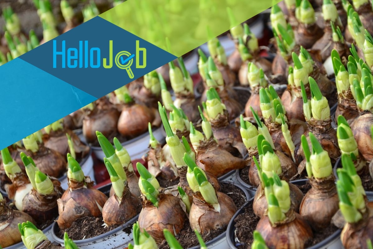 https://hellojob.pl/wp-content/uploads/2021/03/cebulki_praca_big-min.jpg